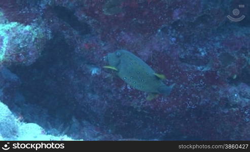 Kofferfisch (Ostraciidae), Boxfish, am Korallenriff