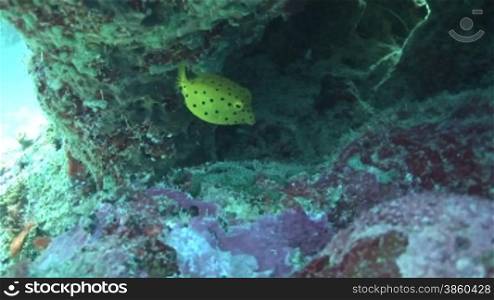 Kofferfisch (Ostraciidae), Boxfish, am Korallenriff