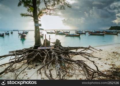 Koh Lipe Satun, Thailand Oct, 2017 : a big root of the pine tree on the beach