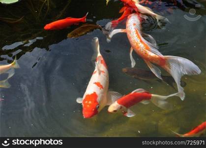 Koi carps in pond