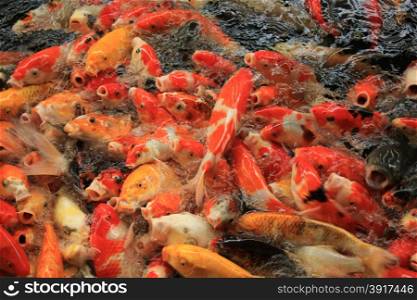 Koi Carps in various colors and sizes in a fish pond