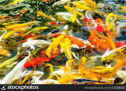 Koi fish in pond,colorful natural background.