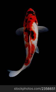 koi fish isolated black background gold