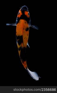 koi fish isolated black background gold