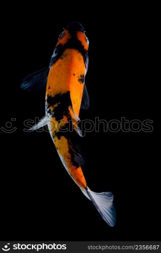 koi fish isolated black background gold