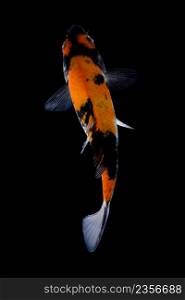 koi fish isolated black background gold