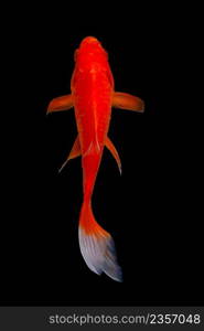 Koi fish on black background