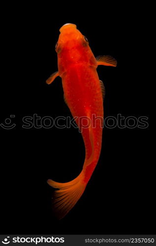 Koi fish on black background