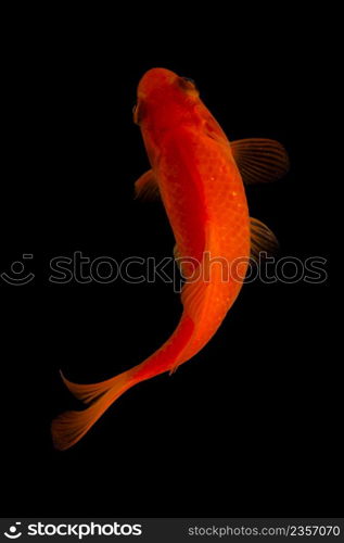 Koi fish on black background