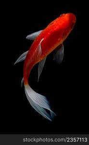 Koi fish on black background