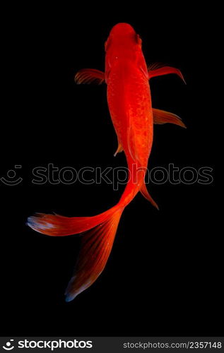 Koi fish on black background