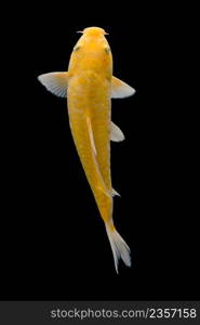 Koi fish on black background