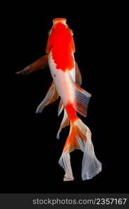 Koi fish on black background