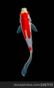 Koi fish on black background