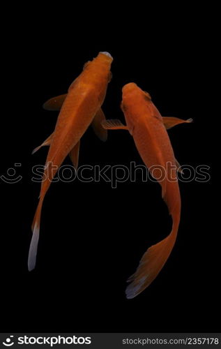 Koi fish on black background