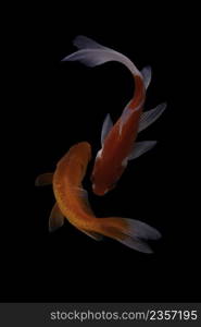 Koi fish on black background