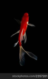 Koi fish on black background