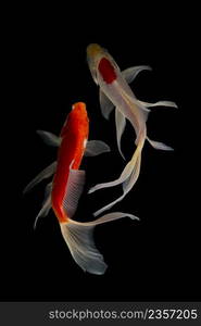 Koi fish on black background