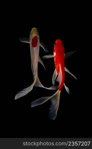 Koi fish on black background