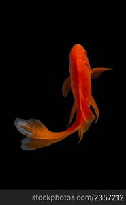 Koi fish on black background