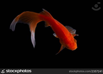 Koi fish on black background