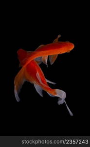 Koi fish on black background