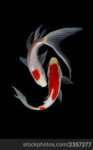 Koi fish on black background