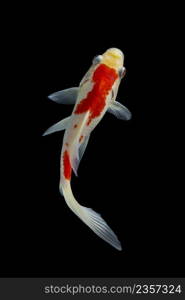 Koi fish on black background