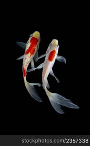 Koi fish on black background