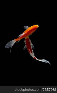 Koi fish on black background