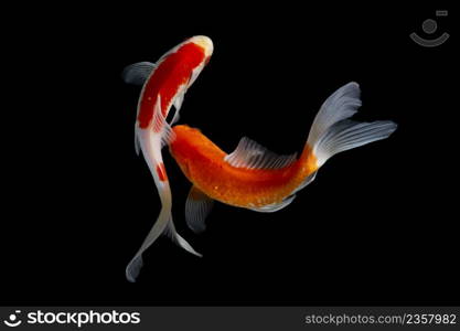 Koi fish on black background