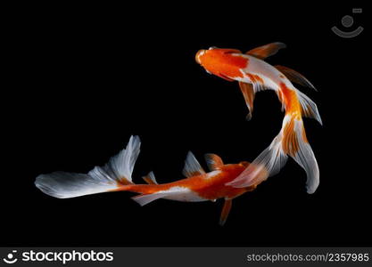 Koi fish on black background