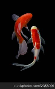 Koi fish on black background