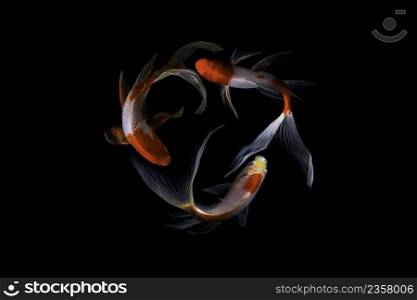 Koi fish on black background