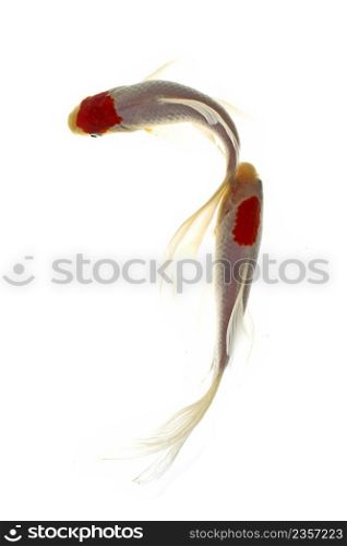 Koi fish on white background