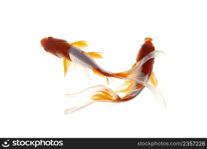 Koi fish on white background