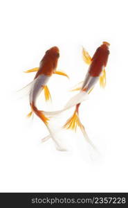 Koi fish on white background