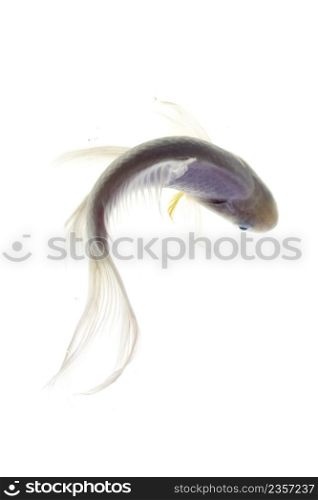 Koi fish on white background