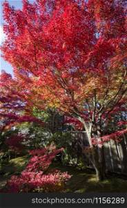 Koko-en Garden in autumn at Himeji, Hyogo Prefecture, Japan. Koko-en Garden is a Japanese garden located next to Himeji Castle.