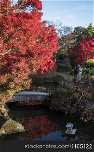 Koko-en garden with fall foliage colors near the small pond in Himeji Japan. Here is very famous to see autumn foliage colors during November