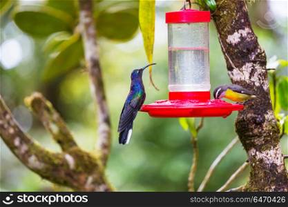 Kolibri. Colorful Hummingbird in Costa Rica, Central America