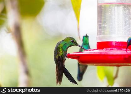 Kolibri. Colorful Hummingbird in Costa Rica, Central America