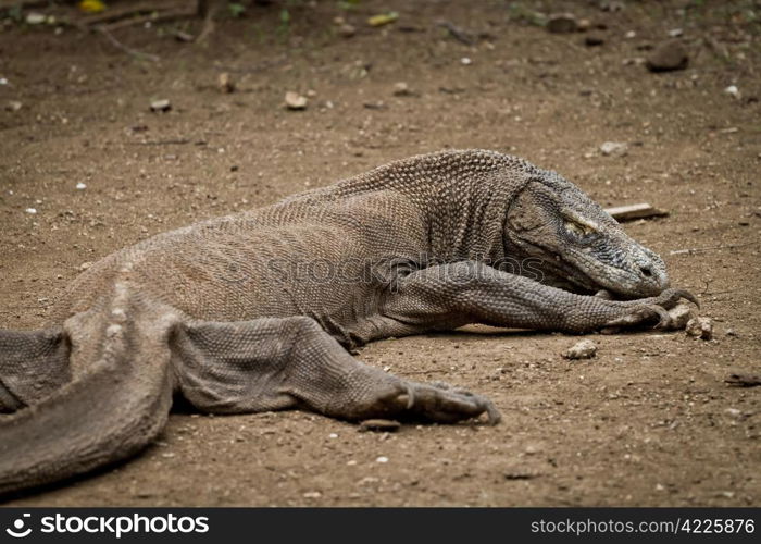 komodo dragon in Rinca Island, Indonesia