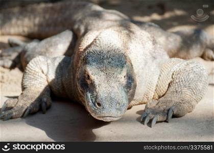 Komodo Dragon - Varanus komodoensis - In the Sand