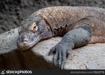Komodo dragon, Varanus komodoensis. The largest lizard in the world is resting.