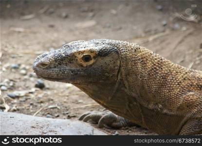 Komodo monitor lizard [Varadus komodoensis] , Woodland Park Zoo, Seattle Pacific Northwest