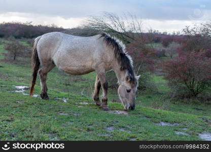 Koninck’s horse grazes in the floodplains