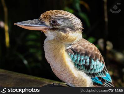 kookaburra Bird