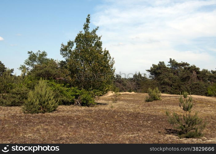 Kootwijkerzannd in Holland, a nature area in the evening light