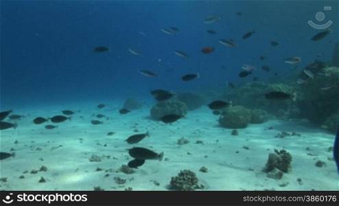 Korallen und Fischschwarm im Meer